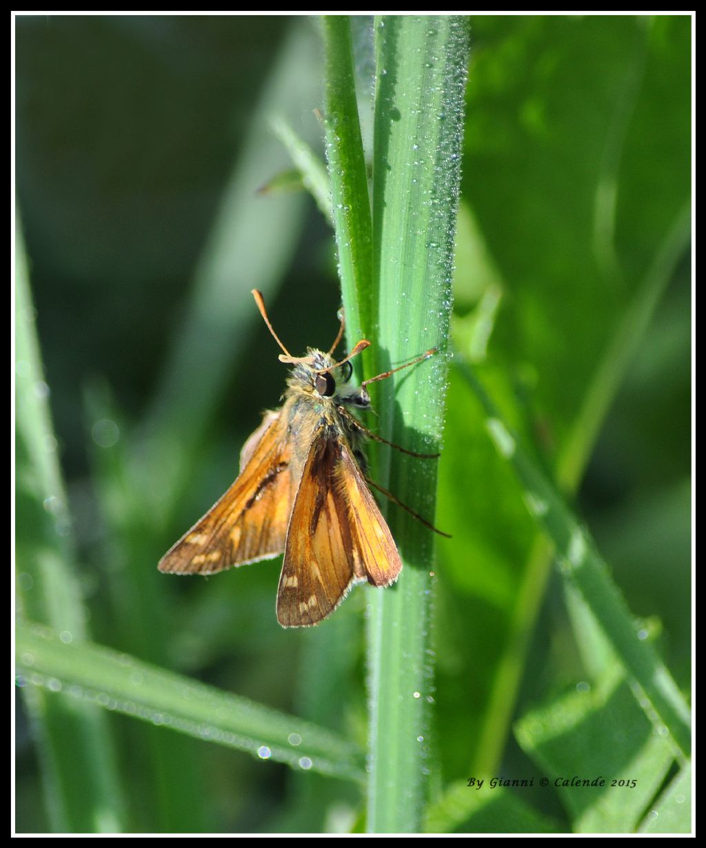 Ochlodes venatus?